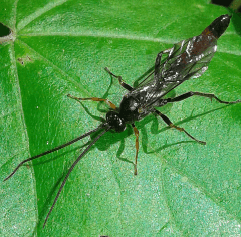 Ichneumonidae: Dusona sp.
